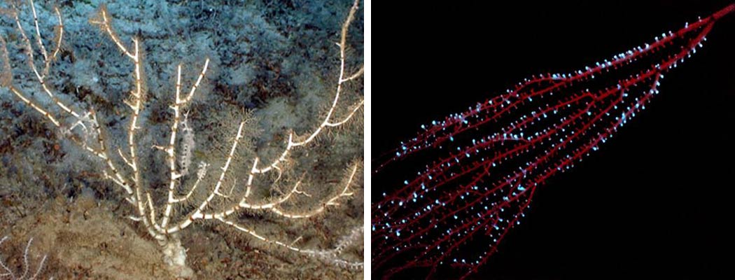 Links: Bambuskorallen (Isididae) kommen oft in der atlantischen und pazifischen Tiefsee vor.  Rechts: Einzelne Polypen einer Bambuskoralle leuchten blau an der baumähnlichen Struktur.